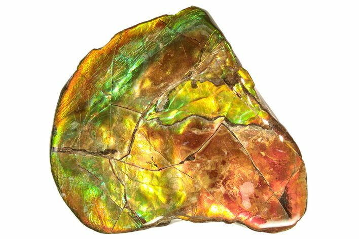 Flashy Ammolite (Fossil Ammonite Shell) - Alberta, Canada #264856